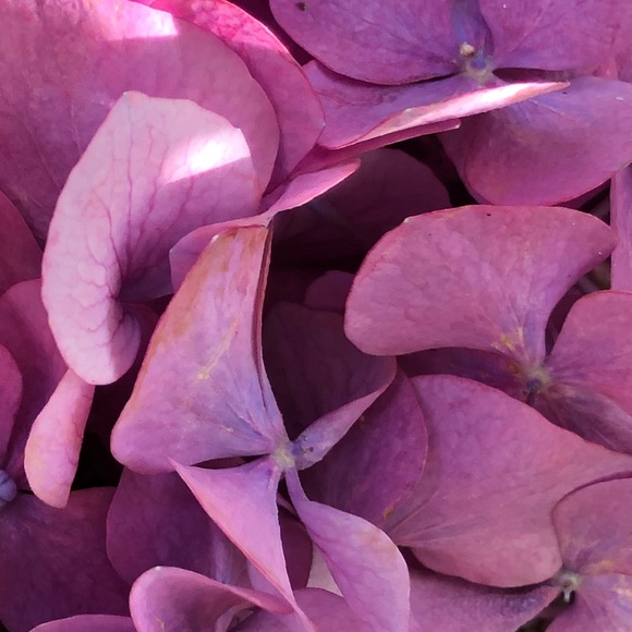 Meet your Posher, Quin - Picture 1 of 1